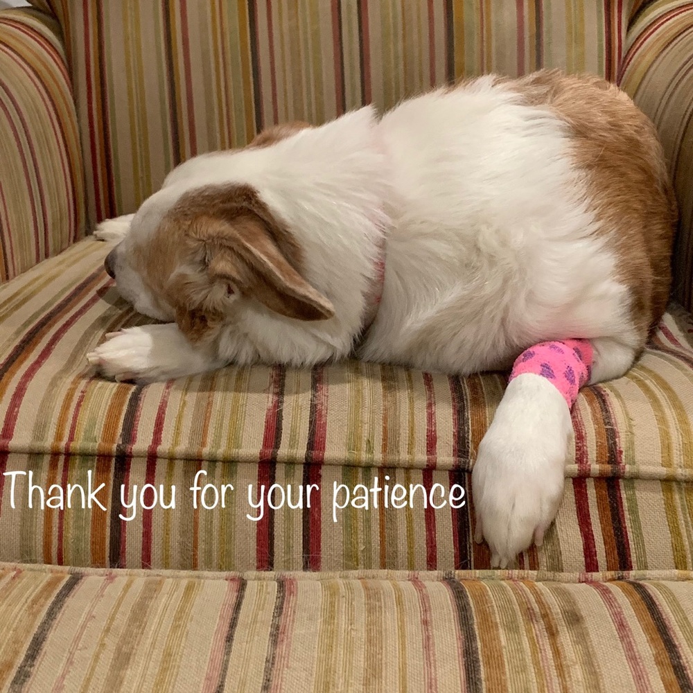♥️RIP sweet Maggie 12/07/19 🐶🐾♥️